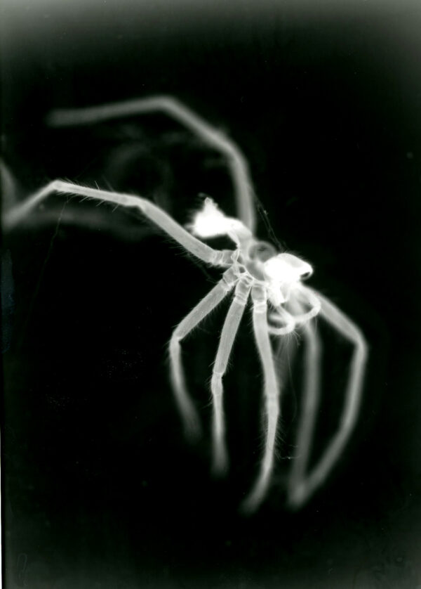 Dead spider photogram